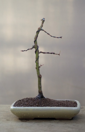 Frente Arce bonsai 002