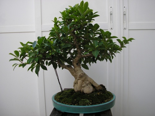 Bonsai Ficus retursa - nuno
