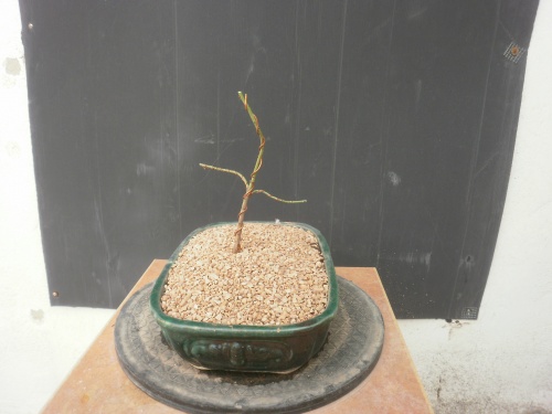 Bonsai Almendro semilla del 2015 - SARRUT