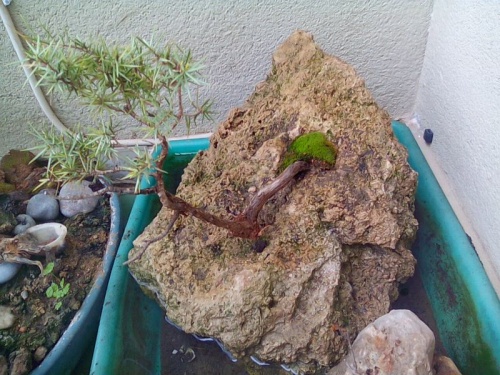 Bonsai Enebro (juniperus oxycedrus) - Fernando ballester martinez