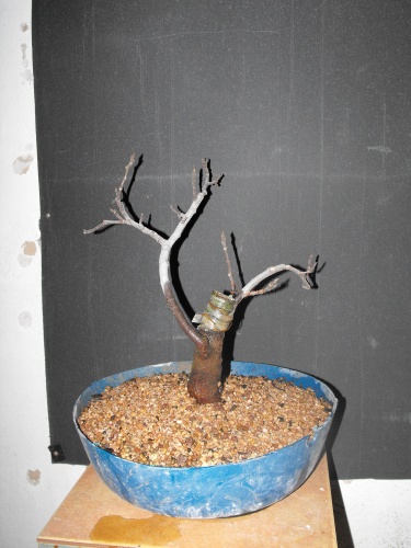 Ficus Carica esqueje del 2013