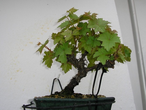 Bonsai Vitis vinifera - nuno