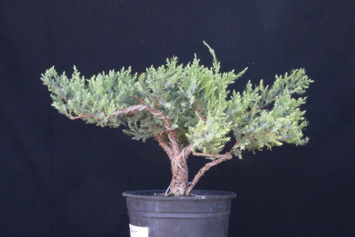 Bonsai Juniperus sqamata - jrcampoamor