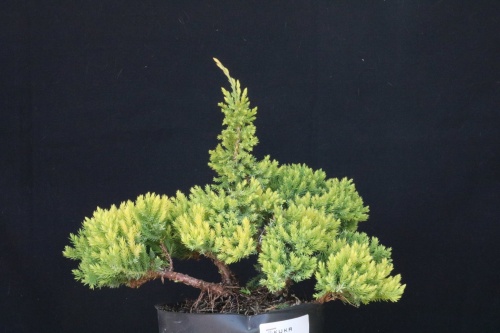 Bonsai Juniperus procumbens - jrcampoamor