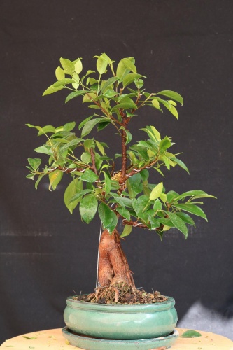 Bonsai Ficus ginseng - jrcampoamor