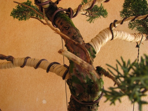 Bonsai detalle del junipero - rafaelcampos