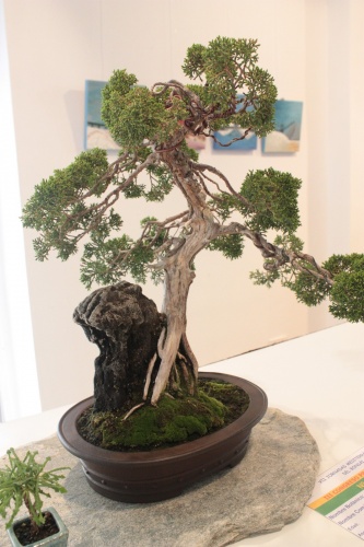 Bonsai Bonsai Juniperus Chinensis - Juan Jose Pacheco - torrevejense