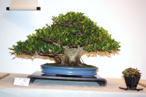 Bonsai Ficus Retusa - Jaume Canals - CBALICANTE