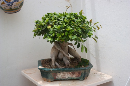Bonsai Me han regalado este Ficus Microcarpa - Toni