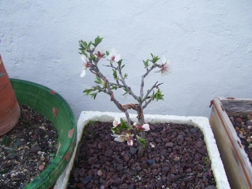 Bonsai Almendro en flor enero del 2009 - SARRUT