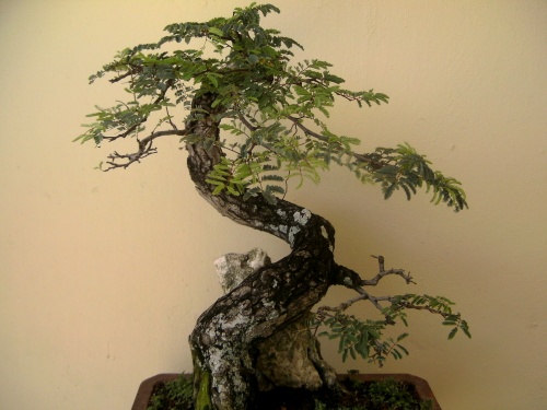 Bonsai Caesalpinia coriaria - kodachiken