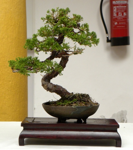 Bonsai J. chinensis - peterpunk