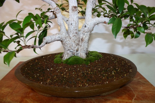 Bonsai Ficus Retusa con Triple Tronco - Assoc. Bonsai Cocentaina