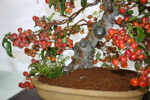 Bonsai Manazanas en un bonsai - Assoc. Bonsai Cocentaina