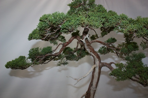 Bonsai Juniperus Chinensis - Assoc. Bonsai Cocentaina