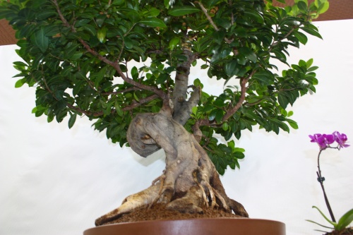 Bonsai Nebari Ficus Retusa - Assoc. Bonsai Cocentaina