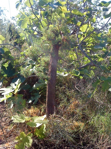 Bonsai juniperus oxycedrus - aviguer