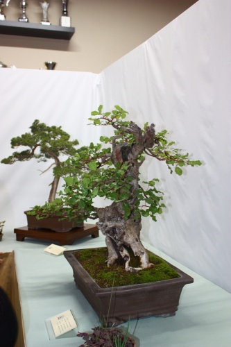 Bonsai Roble y Madera muerta - bonsaime