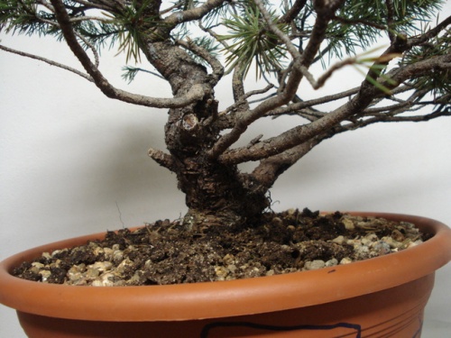 Bonsai Pinus Sylvestris - Rodrigo Sousa