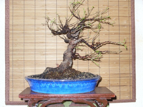 Bonsai Ficus retusa - Popan Vasile