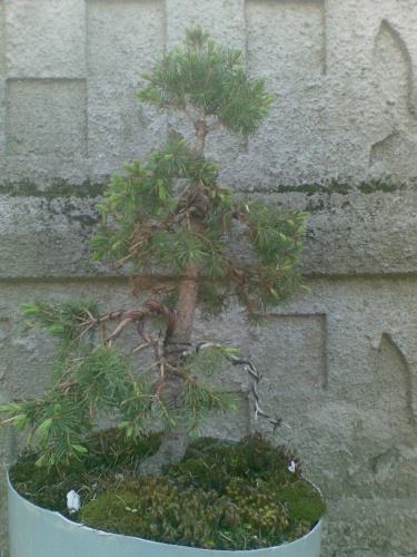 Bonsai Picea glauca albertina - Popan Vasile
