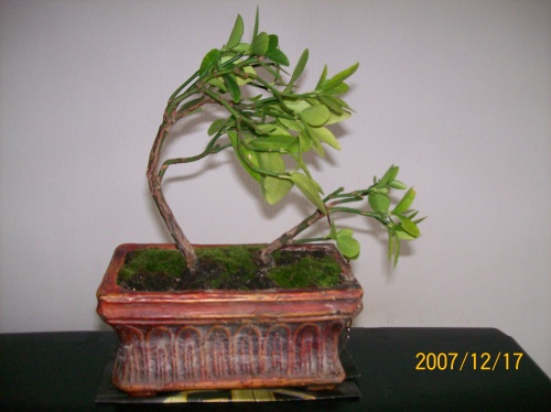 Bonsai 3746 - ro-bonsai.ro