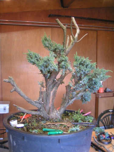 Bonsai juniperus squamata 2005/6 - machiel van den broek