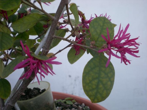 Bonsai Loropetalum flores - Elias