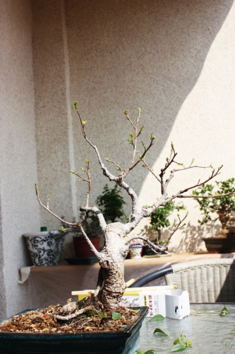 Bonsai Otra foto del Ficus - Miguel