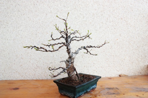 Vista del bonsai por un lateral