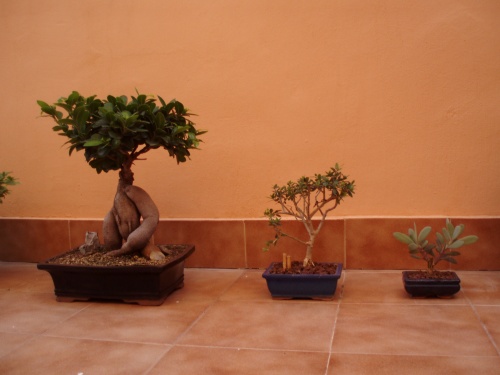 Bonsai ficus ginseng,olivo y cactus - yiyol