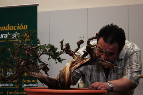 Bonsai Antonio Torres estudiando el bonsai - torrevejense