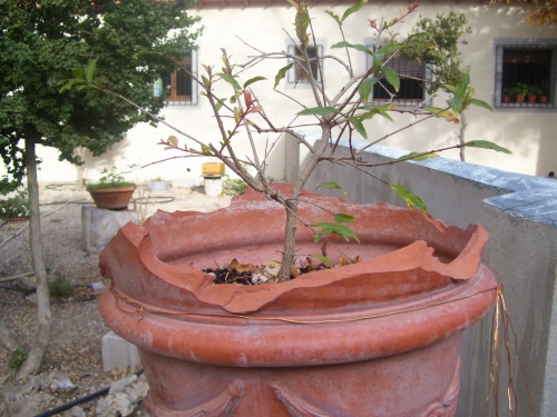 Bonsai Granado  esqueje del 2007 - SARRUT