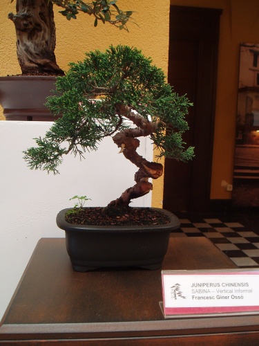 Bonsai Juniperus Itoigawa - Òscar