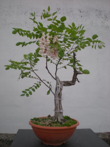 Bonsai Robinia pseudo-acacia-1 - Elias