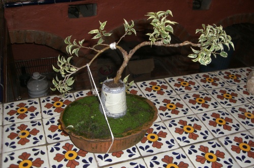 Bonsai Ficus - James