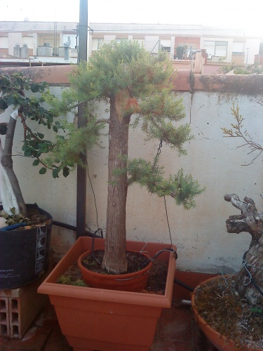 Bonsai juniperus oxicedrus - aviguer