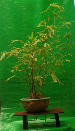 Bonsai Bambu verdadero 4 años - victor hugo aliaga galindo
