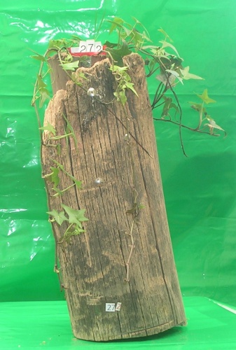 Bonsai Hiedra en tronco 1 año - victor hugo aliaga galindo
