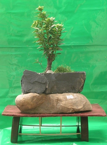 Bonsai Ficus en piedra - victor hugo aliaga galindo