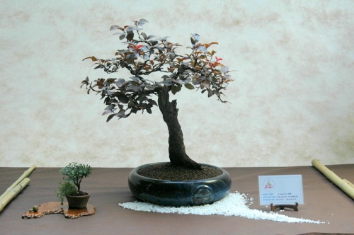 Bonsai Prunus pisardii - Sueca