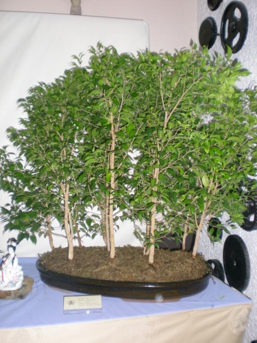 Bonsai Bosque de Ficus benjamina - Cocentaina
