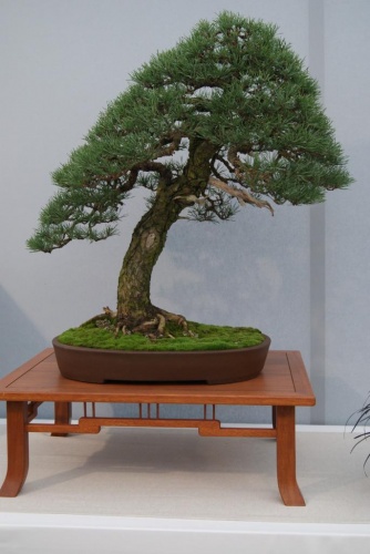 Bonsai Pinus Sylvestris - Alcobendas