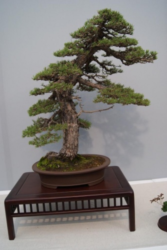 Bonsai Pinus Sylvetris, Gabriel Romero - Alcobendas