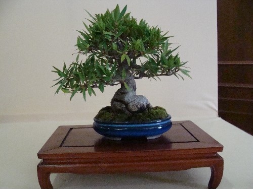 Bonsai Ficus nerifolia - Vila-real