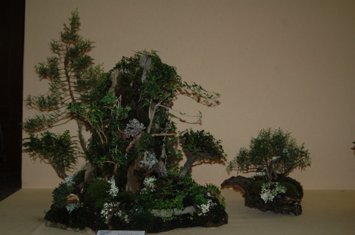 Bonsai Bosque, Juniperus Phoenicea, Ulmus Chinnensis, Nelo Font - aebonsai