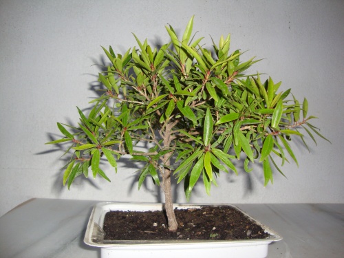 Bonsai ficus (ficus nerifolia - javel