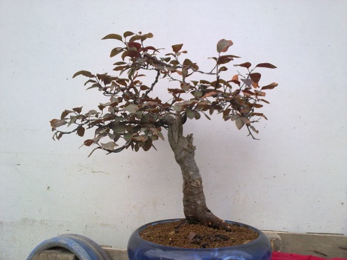 Bonsai Prunus pisardii - Tino Blasco