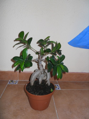 Bonsai Ficus Macrocarpa 1er alambrado - Quique Ruiz