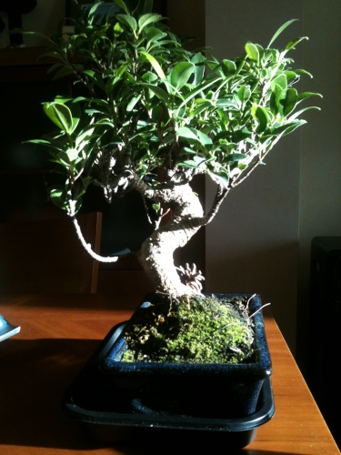 Bonsai Ficus retusa (unos 10 años).   (2)Riego y abonado: - vfmass